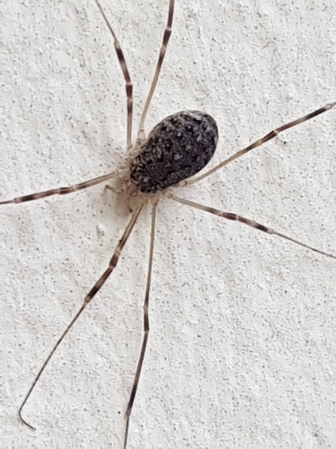 Opilio saxatilis