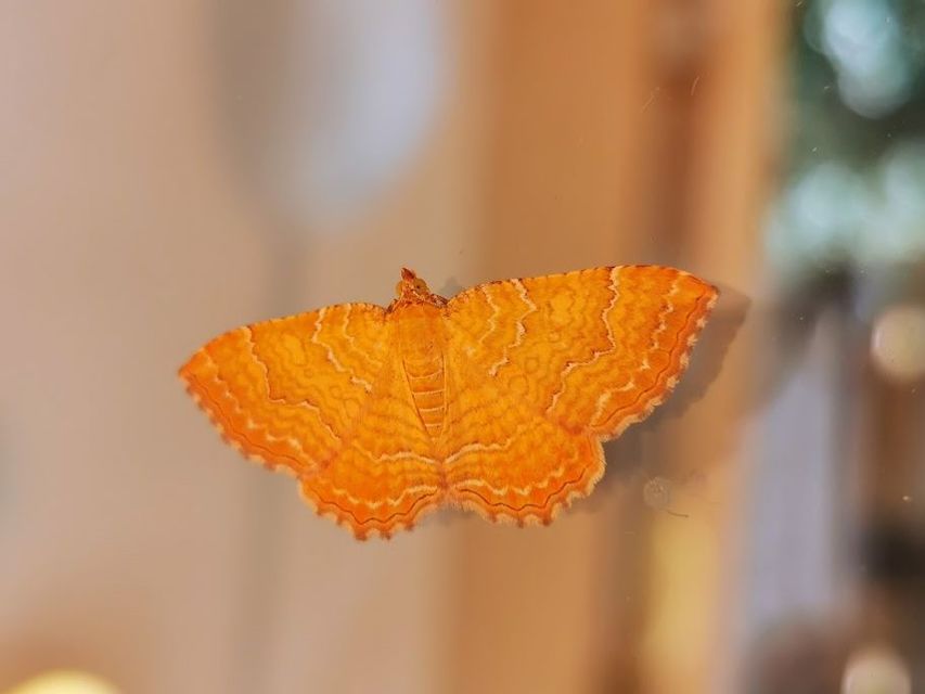Camptogramma bilineata - kétvonalas sávosaraszoló