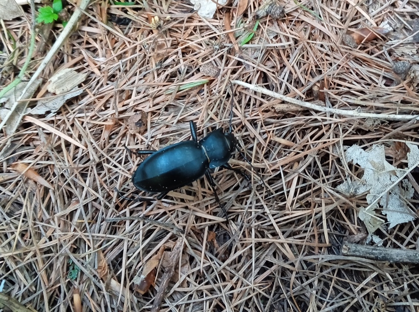 Carabus glabratus - domború futrinka