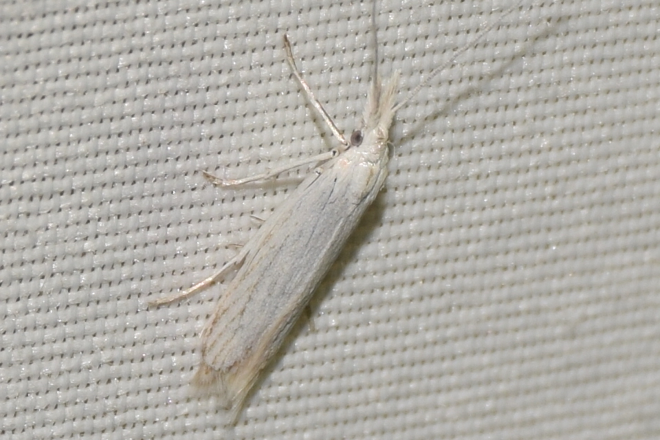 Coleophora kuehnella - sápadt zsákosmoly