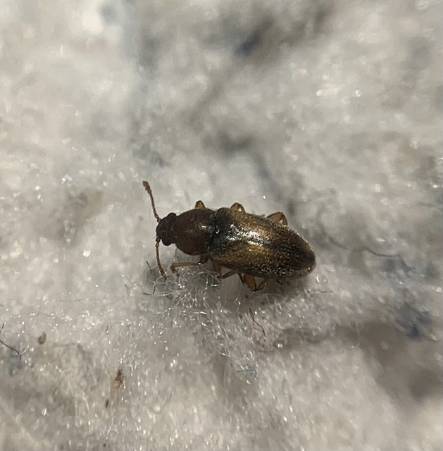 Telmatophilus caricis - keskenytorú gyékénybogár