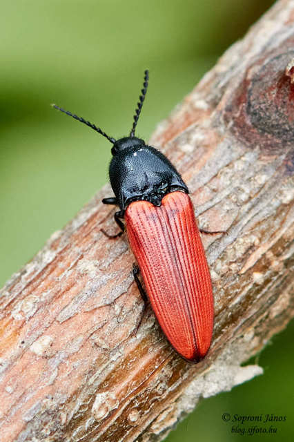Ampedus