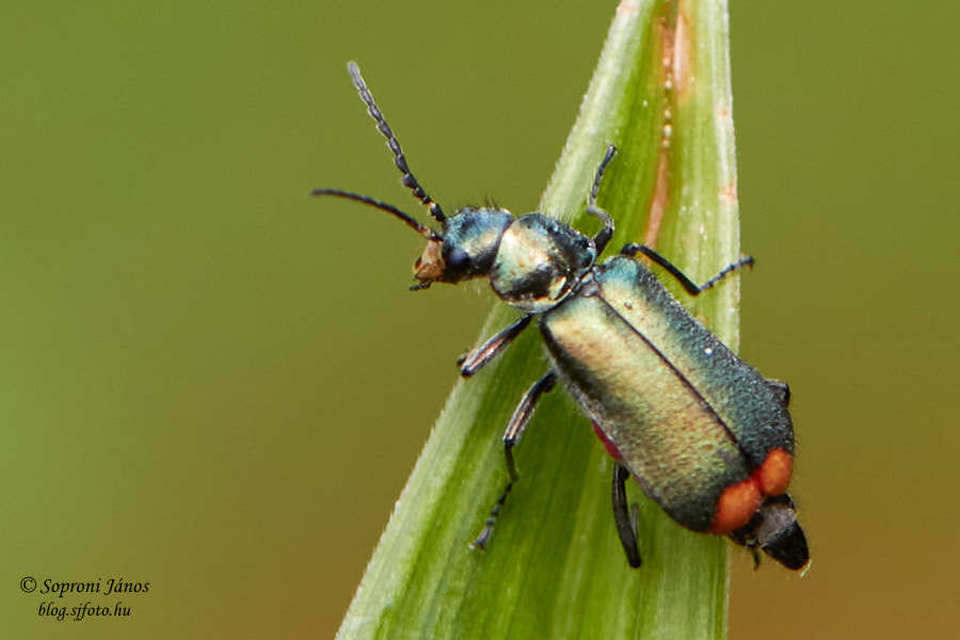Malachius bipustulatus - kétfoltos bibircsesbogár