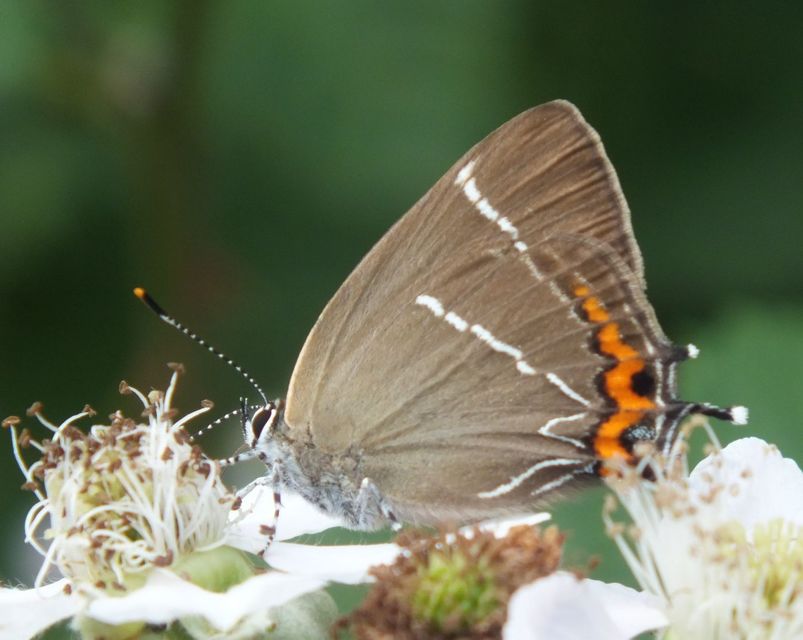 Satyrium w-album - szilfa-csücsköslepke