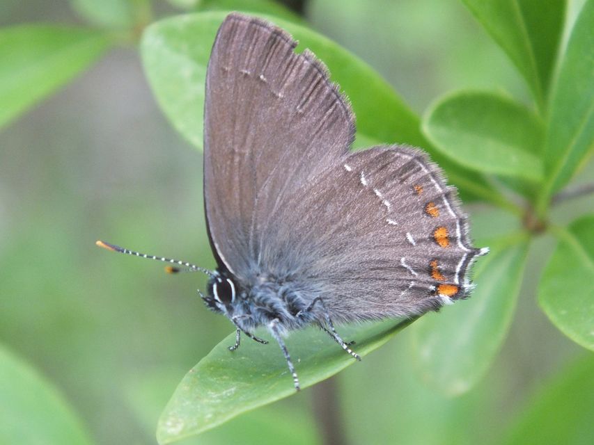 Satyrium ilicis - tölgyfa-csücsköslepke