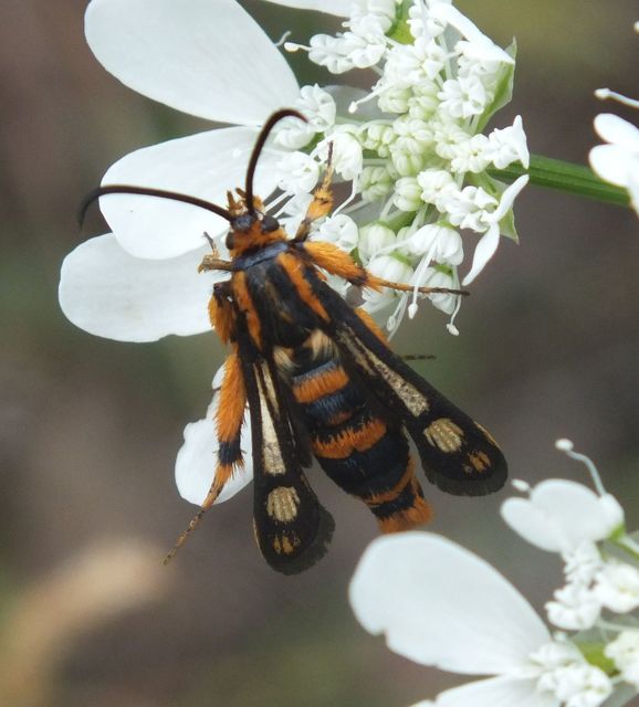 Chamaesphecia masariformis - ökörfarkkóró-szitkár