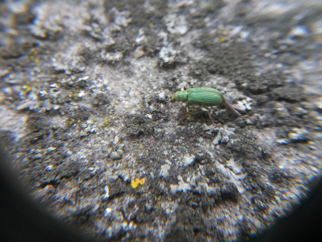 Pachyrhinus lethierryi - tujarontó ormányos