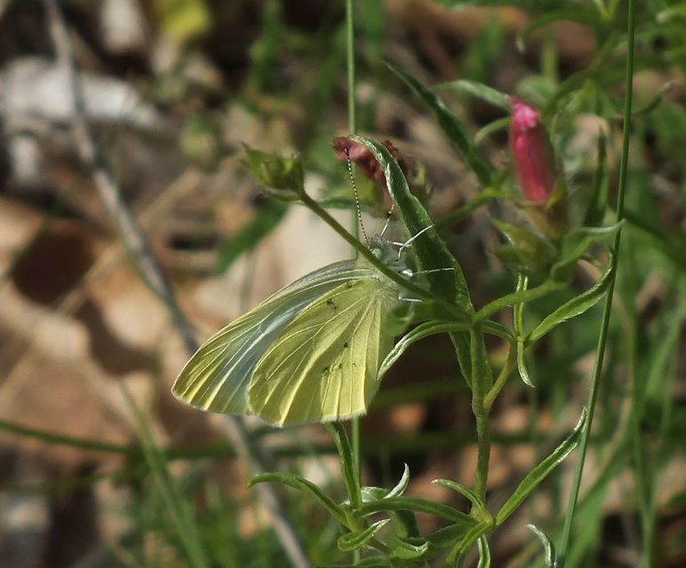 Pieris ergane - sziklai fehérlepke