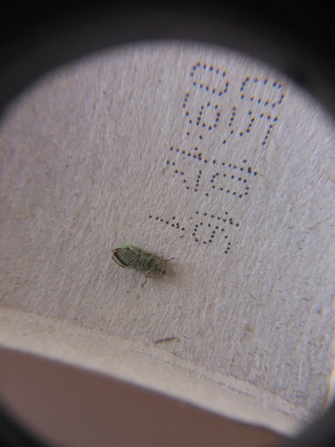Phyllobius virideaeris - halványzöld levélormányos