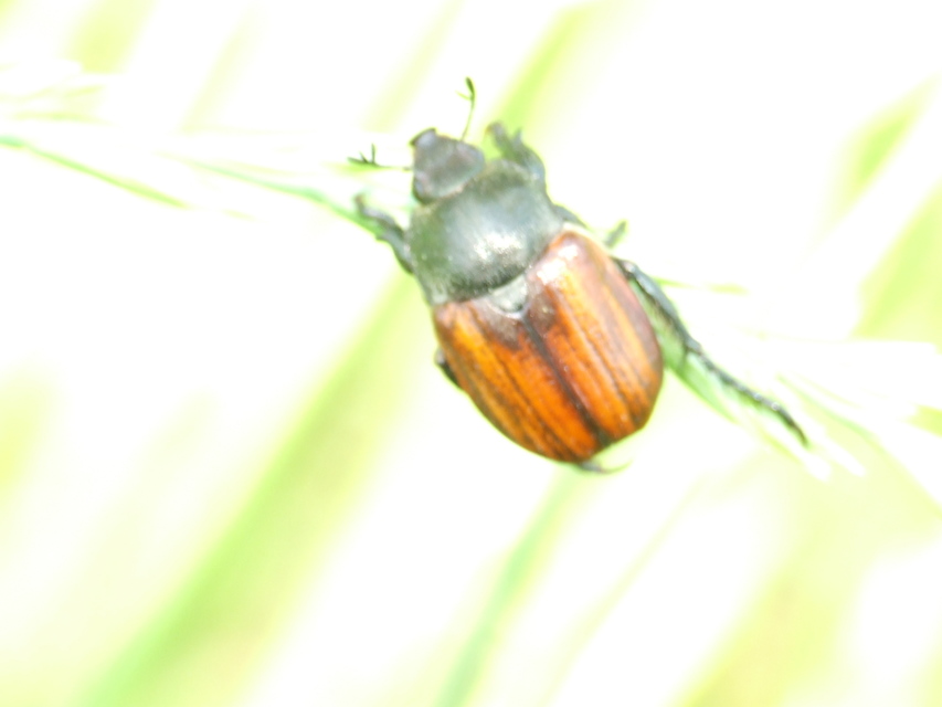 Anisoplia tempestiva - gabonaszipoly