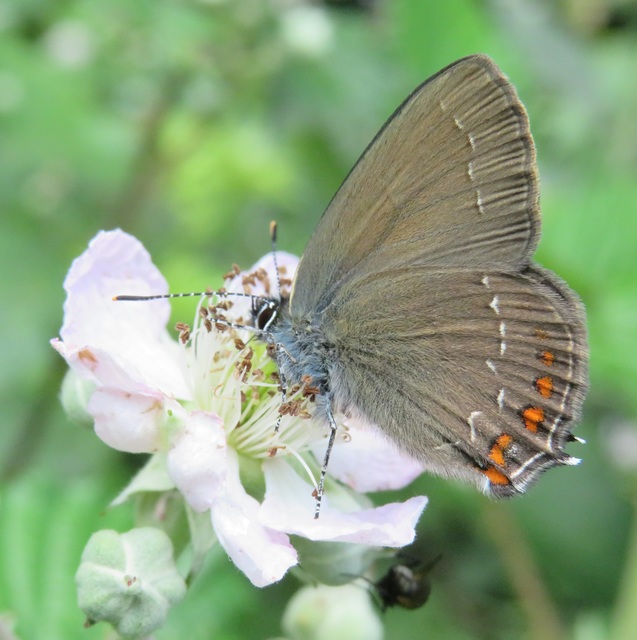 Satyrium ilicis - tölgyfa-csücsköslepke