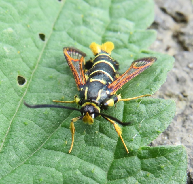 Synanthedon vespiformis - darázsszitkár