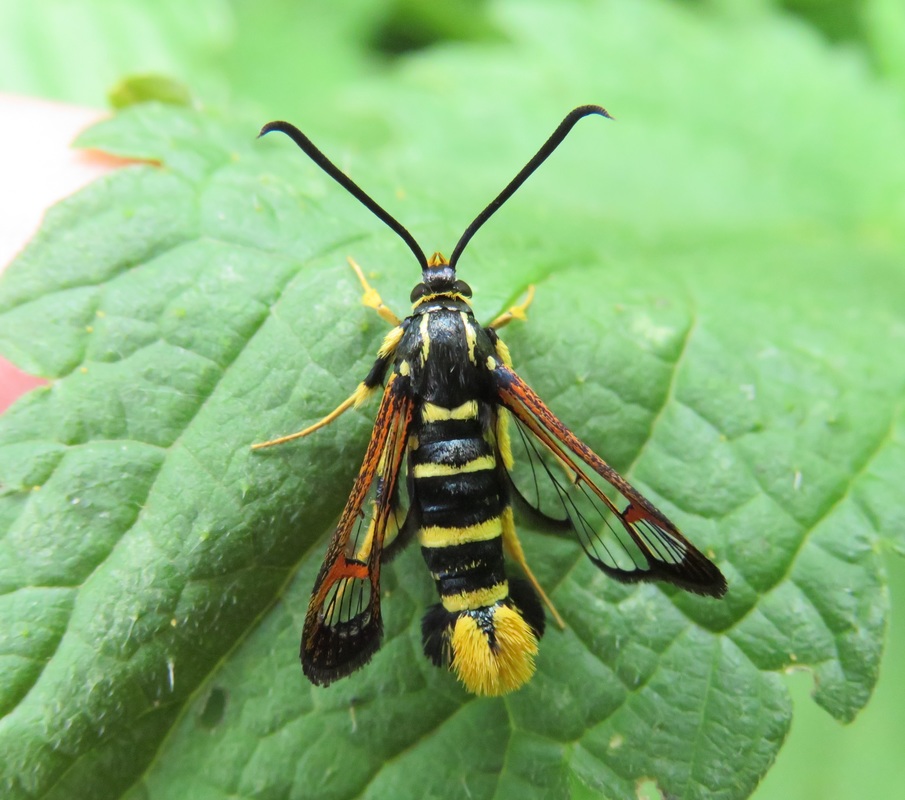 Synanthedon vespiformis - darázsszitkár