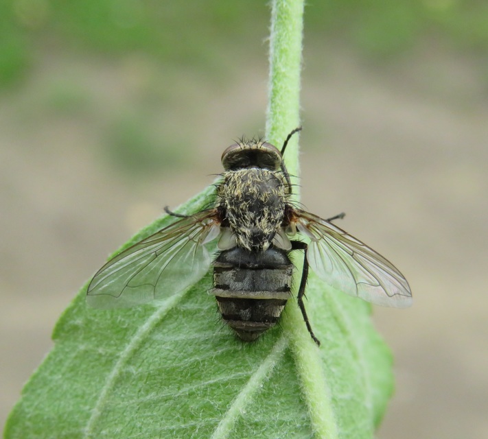 Pollenia