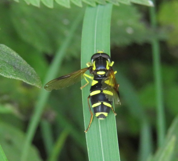 Xanthogramma
