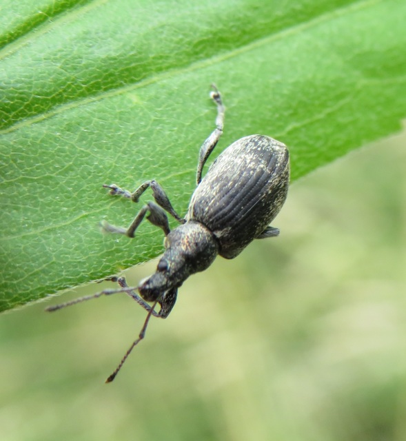 Phyllobius pomaceus - csalán-levélormányos