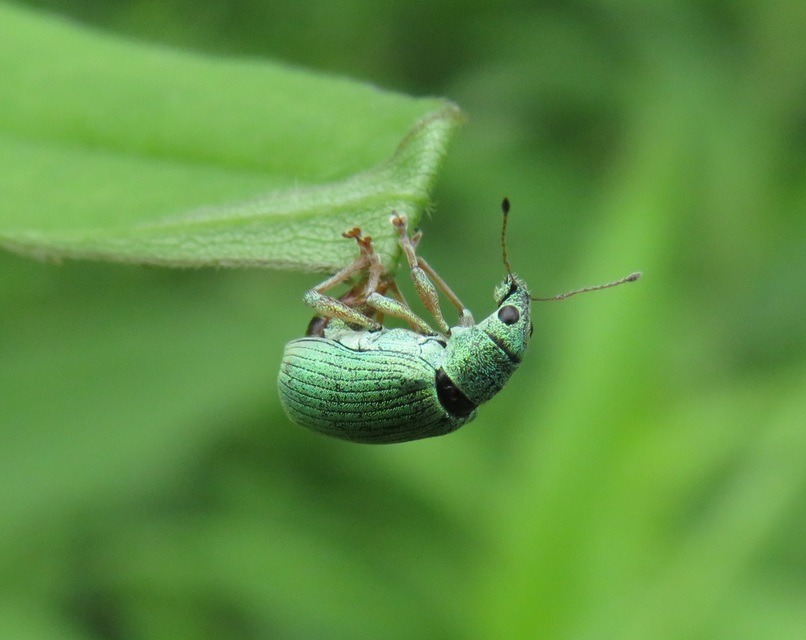 Polydrusus formosus - selymes lombormányos