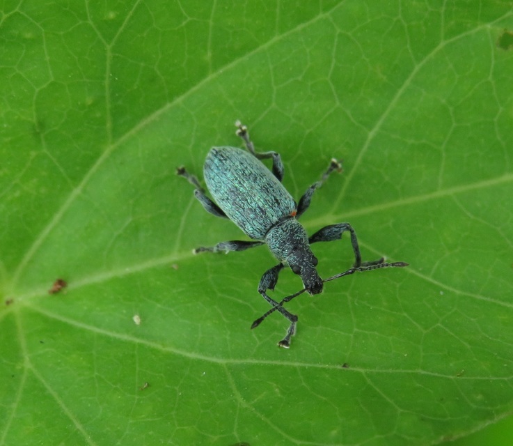Phyllobius pomaceus - csalán-levélormányos