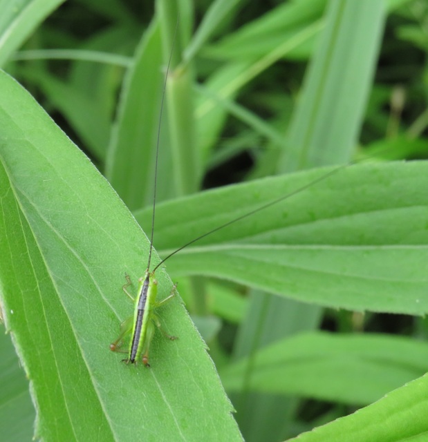 Conocephalus fuscus - kis kúpfejűszöcske