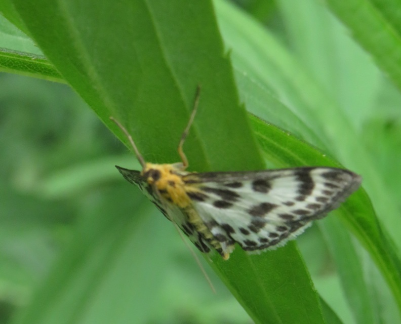 Anania hortulata - tarka csalánmoly