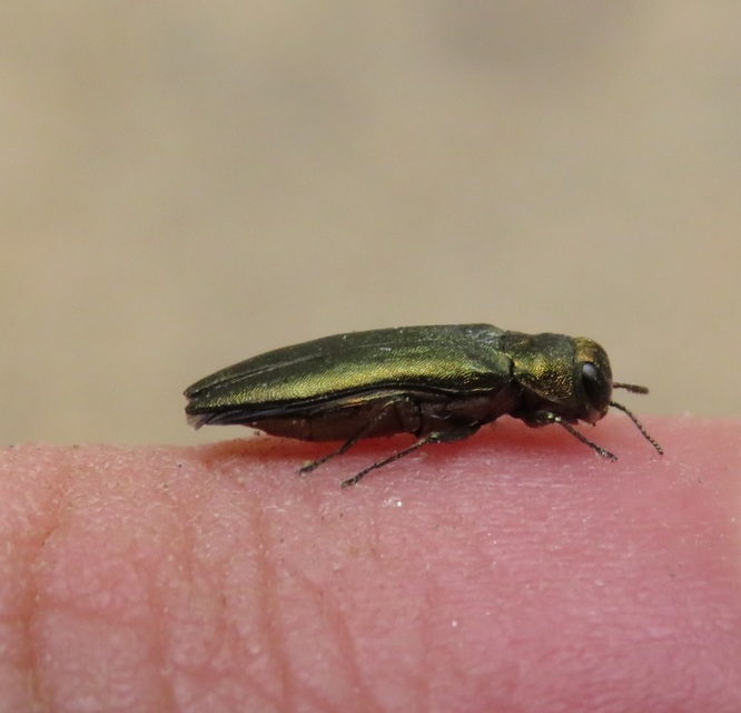 Agrilus