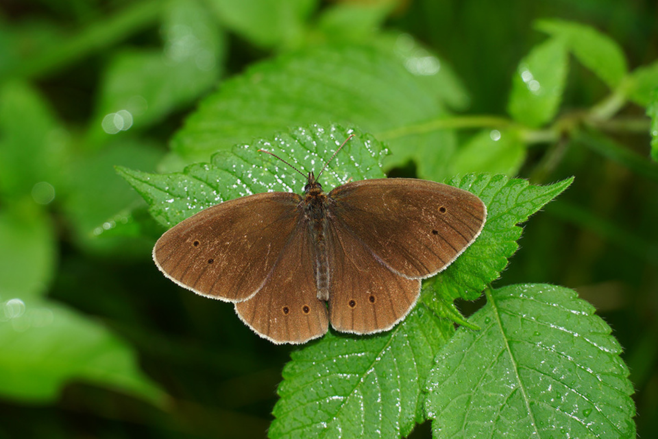 Aphantopus hyperanthus - közönséges ökörszemlepke