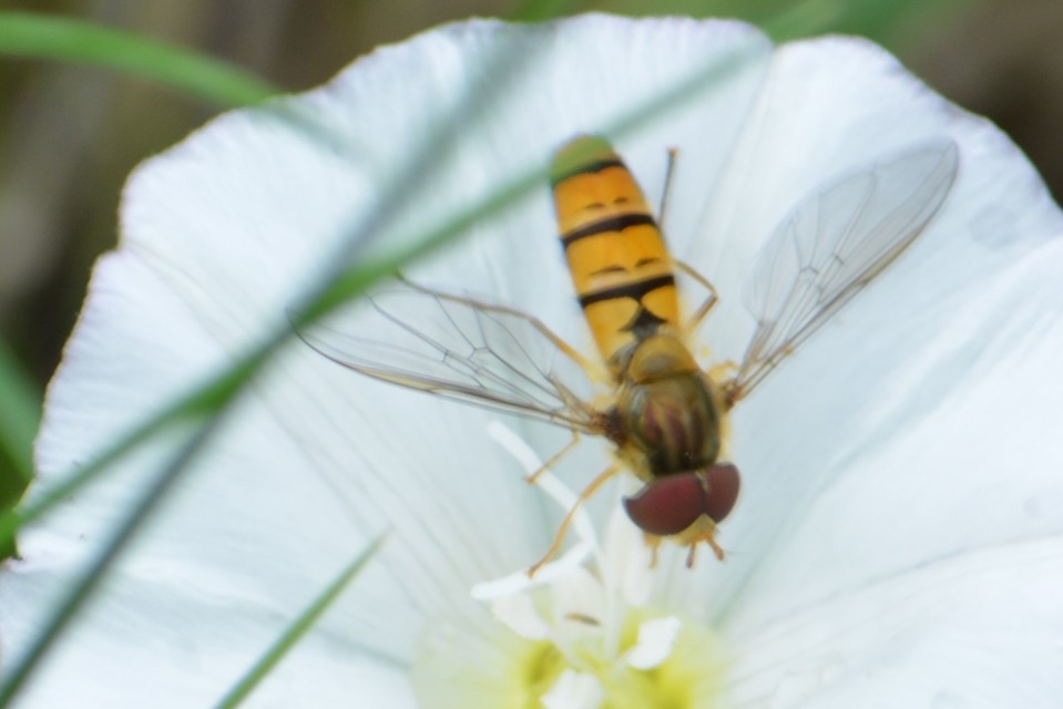 Episyrphus balteatus - ékfoltos zengőlégy