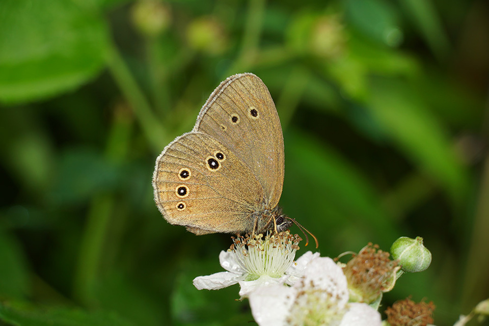 Aphantopus hyperanthus - közönséges ökörszemlepke