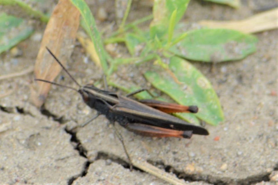 Omocestus rufipes - vöröshasú tarlósáska
