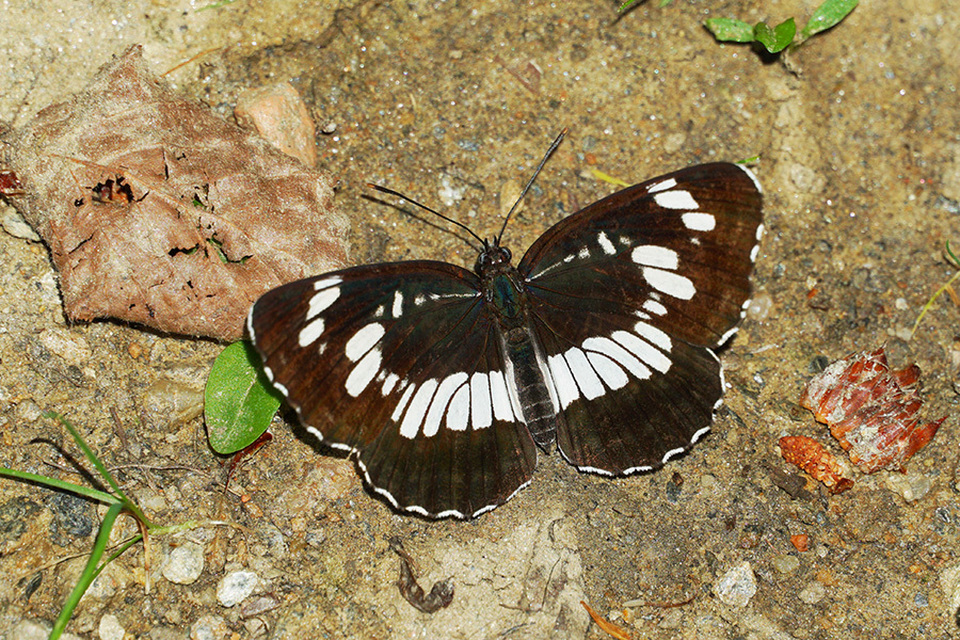 Neptis rivularis - nagy fehérsávoslepke