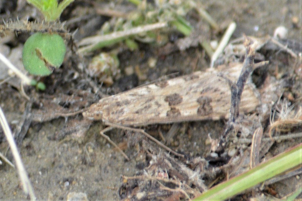 Nomophila noctuella - közönséges vándormoly
