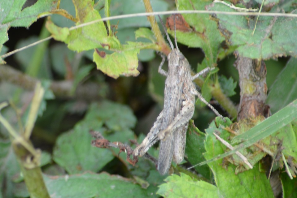 Chorthippus brunneus - közönséges tarlósáska
