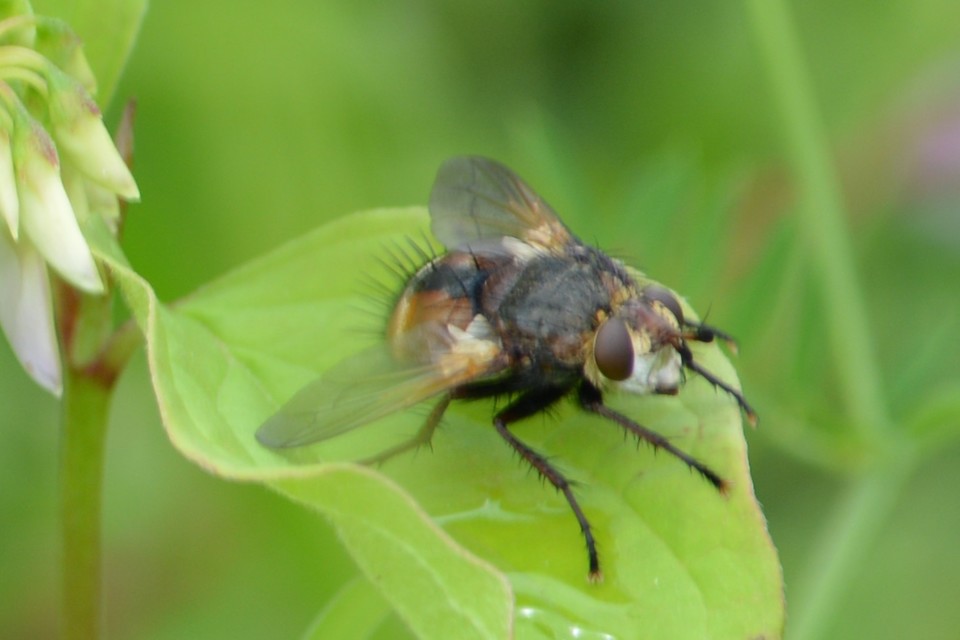 Tachina