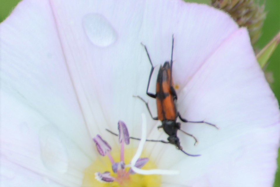 Stenurella bifasciata - kétöves karcsúcincér