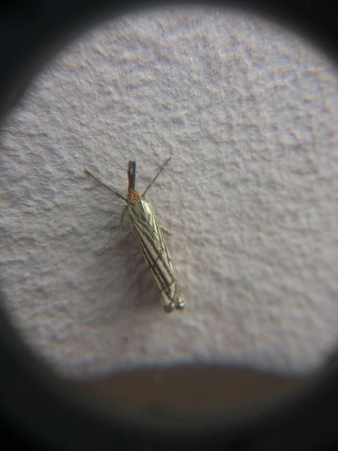 Chrysocramboides craterella - rácsos fűgyökérmoly