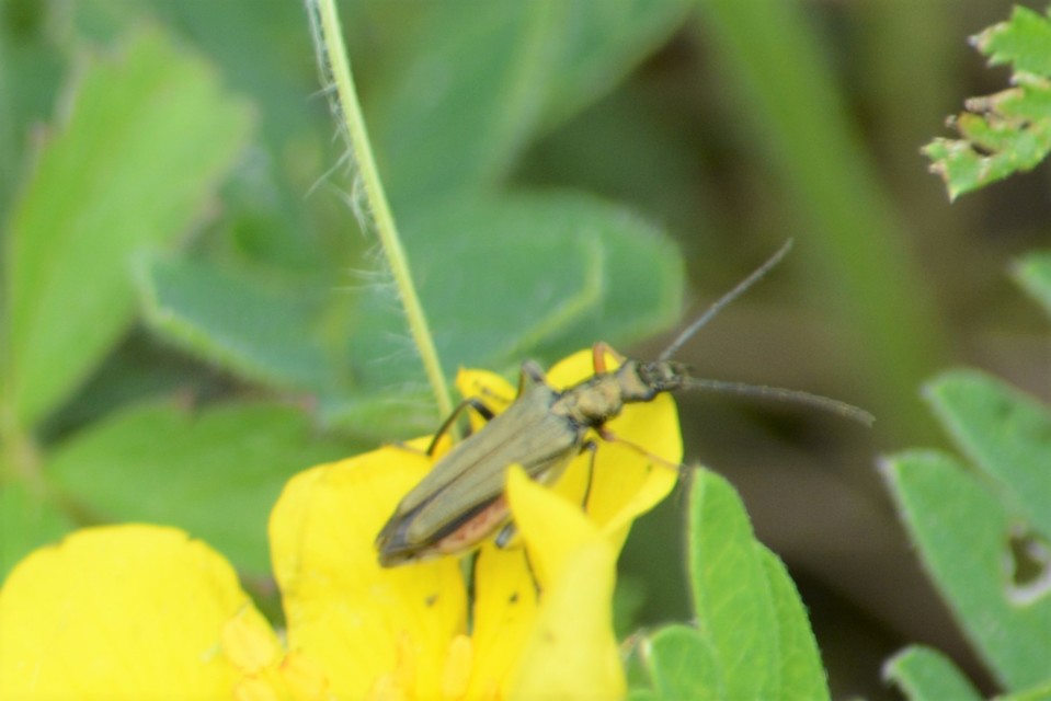 Oedemera flavipes - sárgalábú álcincér Oedemera flavipes - sárgalábú álcincér