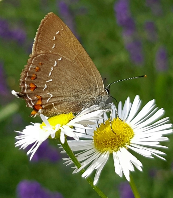 Satyrium ilicis - tölgyfa-csücsköslepke