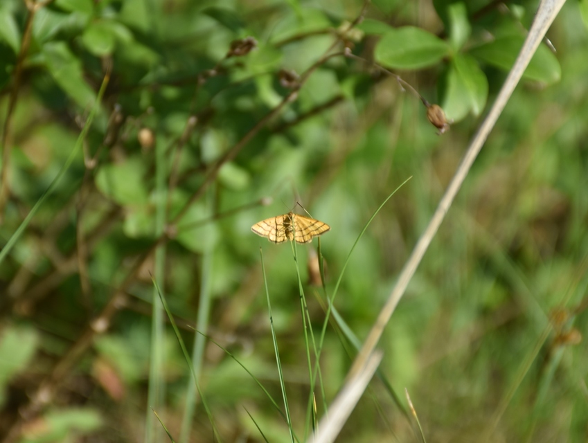 Idaea aureolaria - aranyos sávosaraszoló
