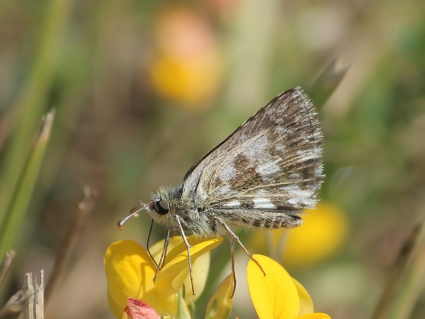Pyrgus armoricanus - feles busalepke