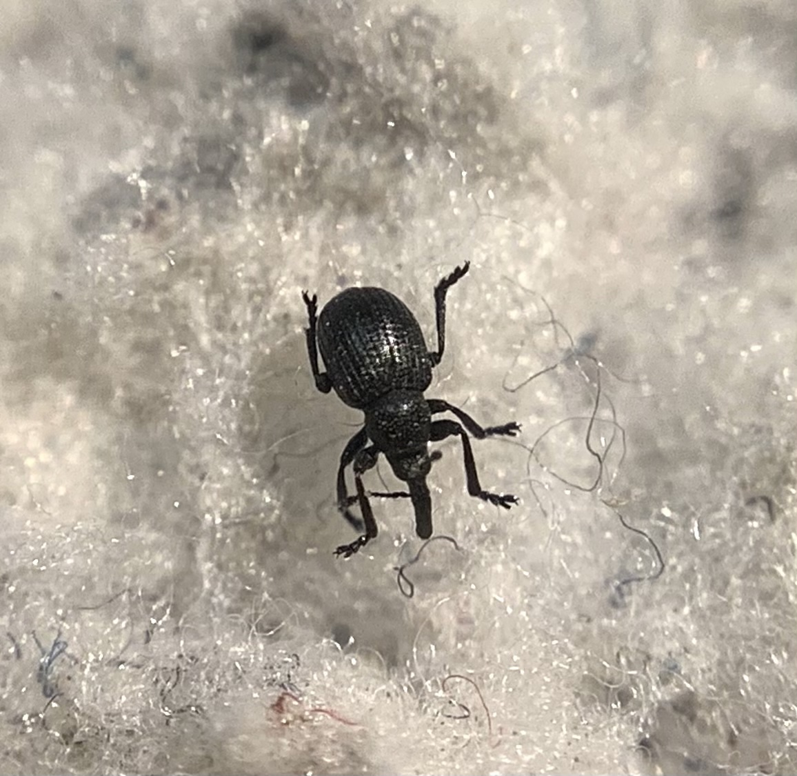 Omphalapion dispar - pipitér-cickányormányos