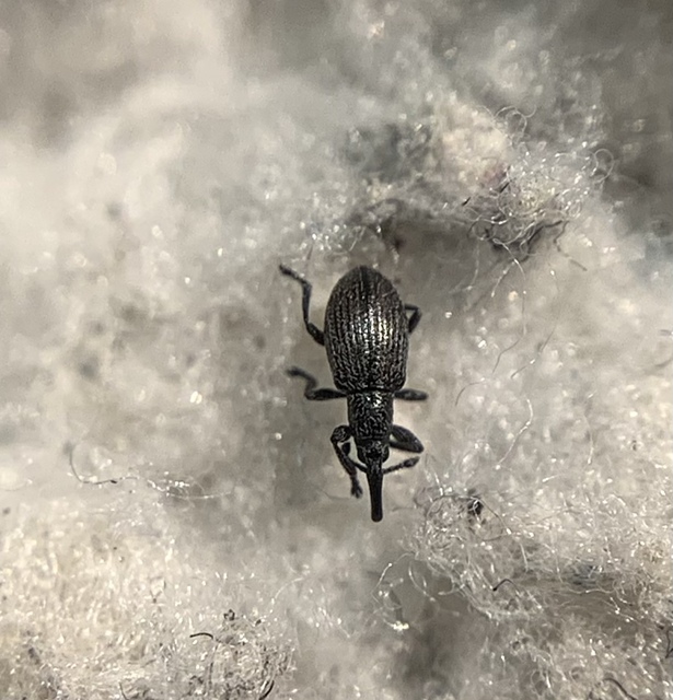 Diplapion confluens - vésetthomlokú cickányormányos