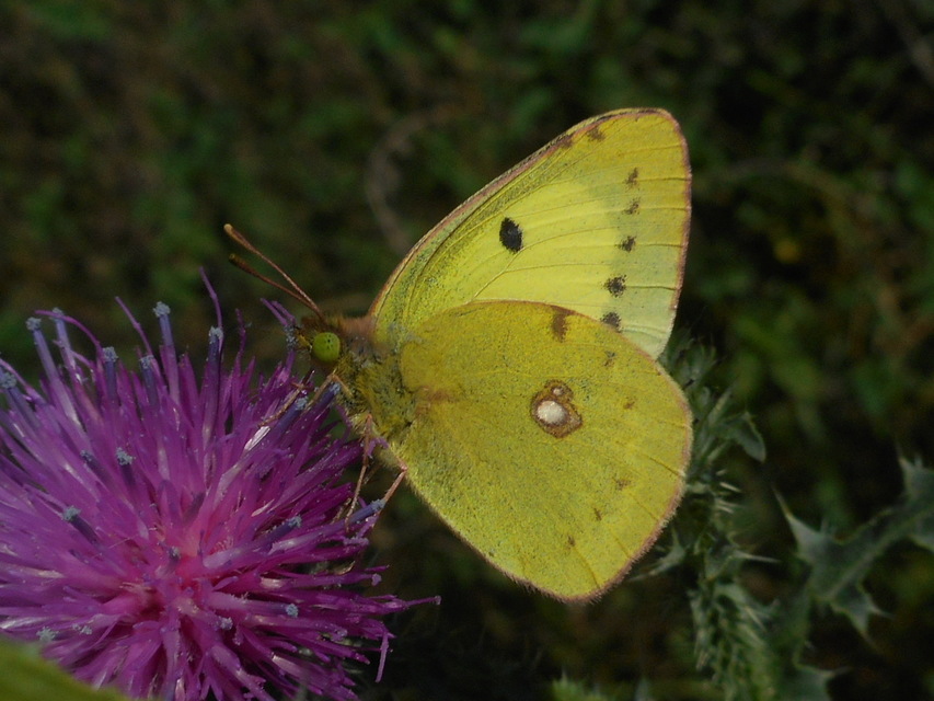 Colias erate - csángó-kéneslepke