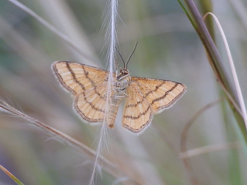 Idaea aureolaria - aranyos sávosaraszoló