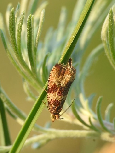 Celypha flavipalpana - öthorgú tükrösmoly