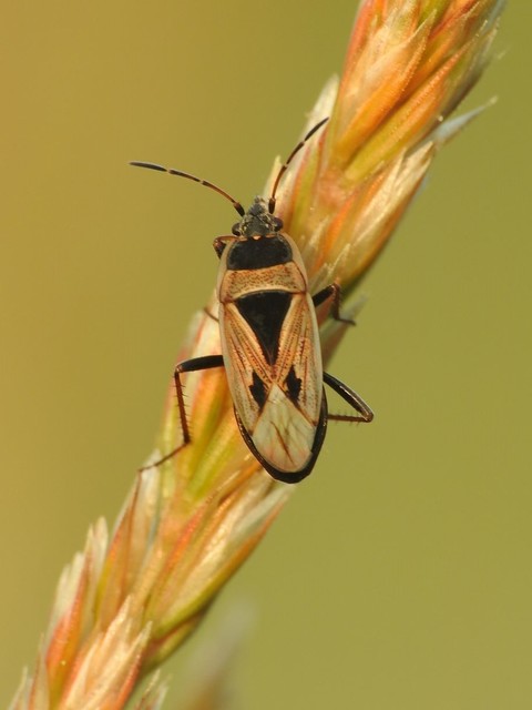 Xanthochilus quadratus - szegélyes díszesbodobács