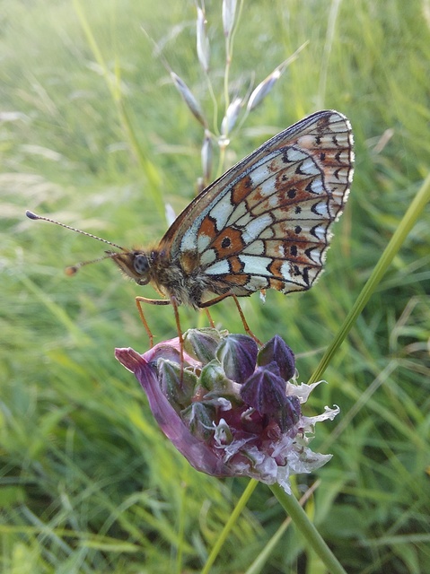 Boloria selene - fakó gyöngyházlepke