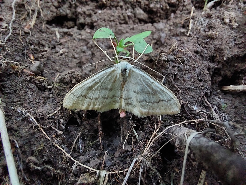Scopula floslactata - tejfehér sávosaraszoló