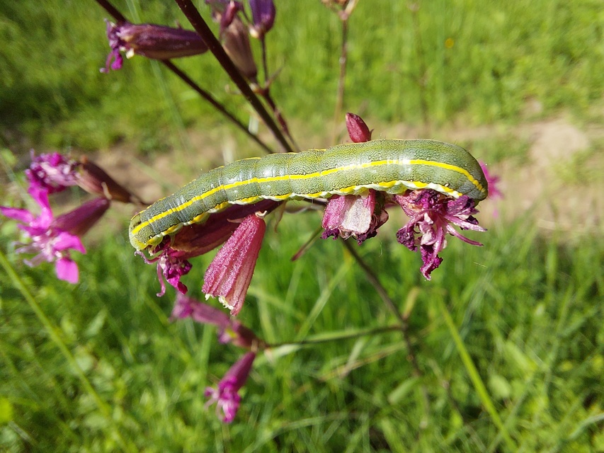 Xylena exsoleta - szürke fabagoly
