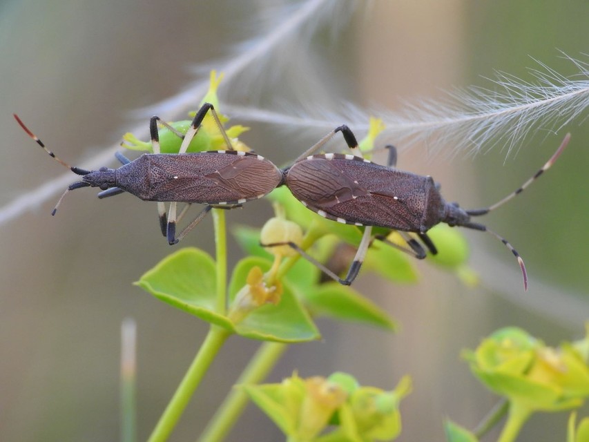 Dicranocephalus albipes - kutyatej-karimáspoloska