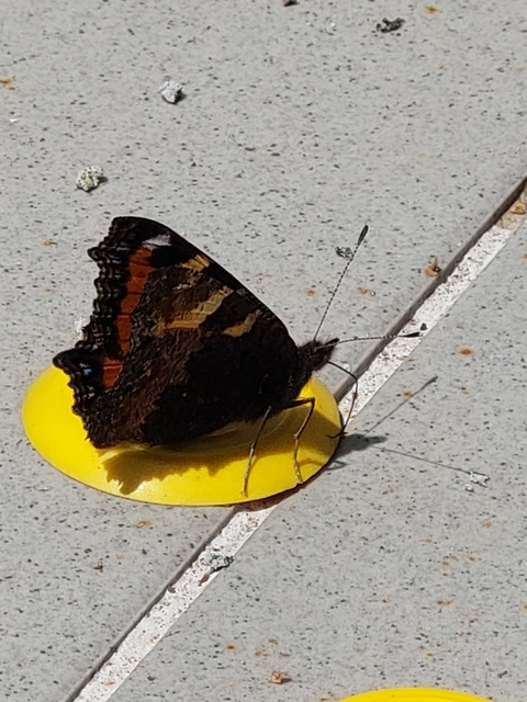 Nymphalis urticae - kis rókalepke